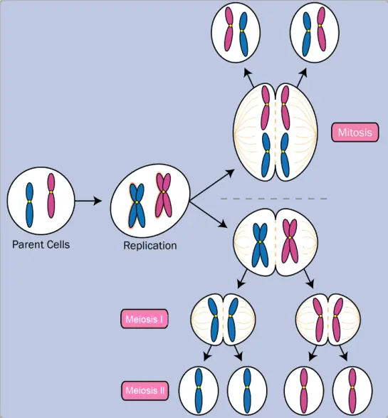 Cell Division & Gamete Formation