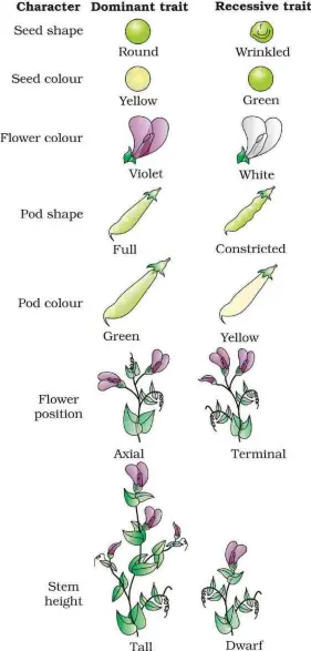 What is Genetics?