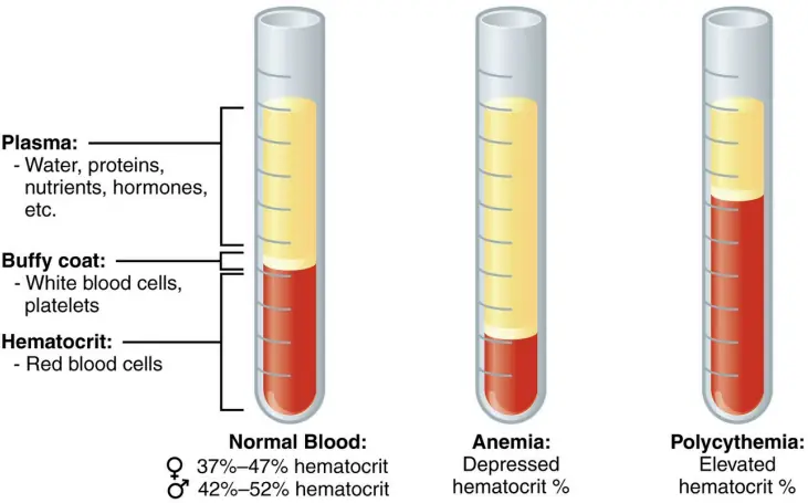 Composition of blood (plasma and cells)