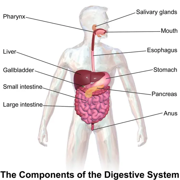 Human digestive system