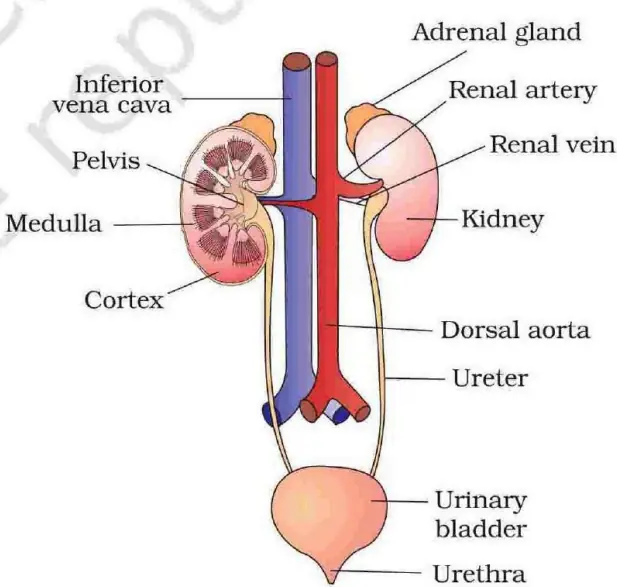 Parts of the Human Excretory System