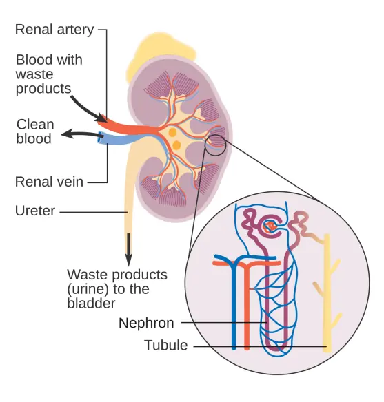 Human kidney with blood supply