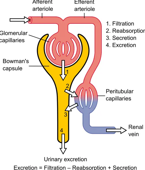 The Nephron - Functional Unit