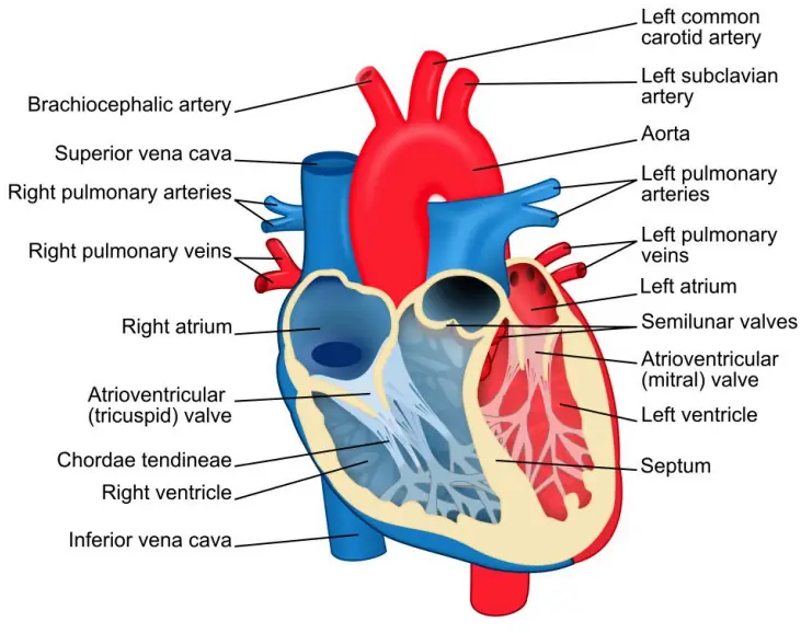 Human heart four chambers