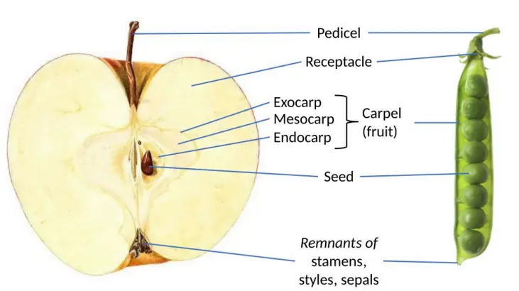 True vs false fruit (apple)