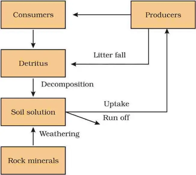 Phosphorus cycle – a sedimentary cycle whose reservoir is rock; weathering releases it into soil, plants take it up, litter and decomposition return it.
