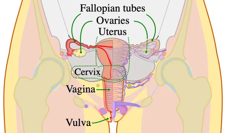 Human Female System & Oogenesis