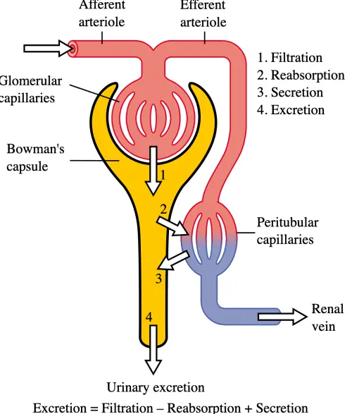 How Urine Is Made - Three Steps