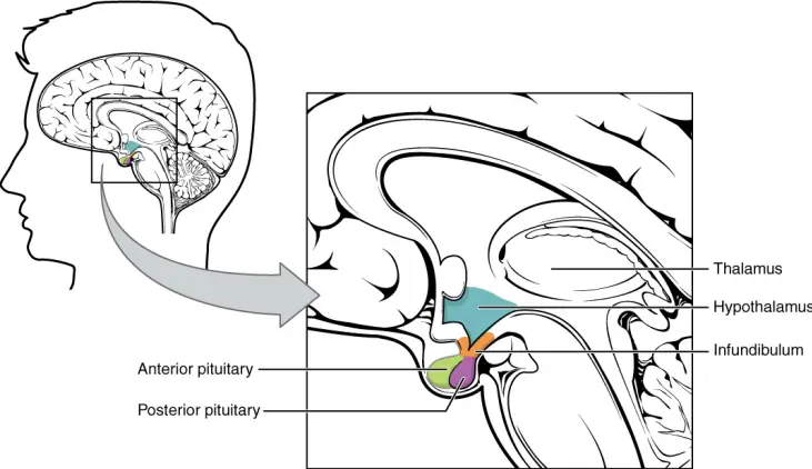 Pituitary gland location in the brain