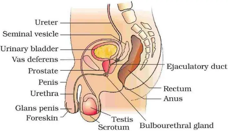 Human Male Reproductive System