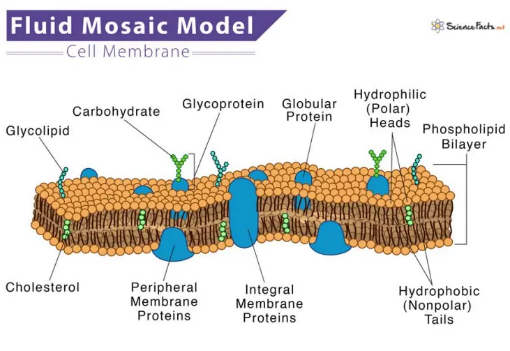 Fluid mosaic model of cell membrane