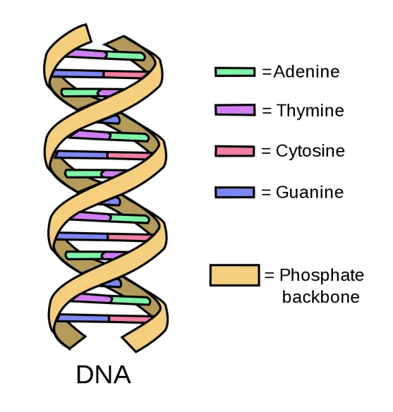 DNA double helix structure