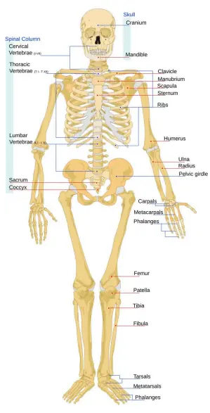 Skeleton – Role and Basic Facts