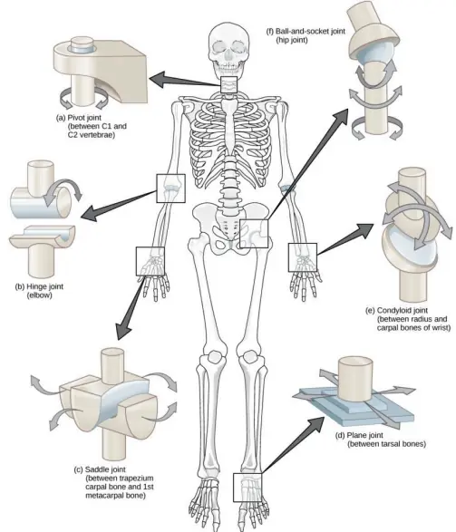 Types of joints (pivot joint at neck/head)