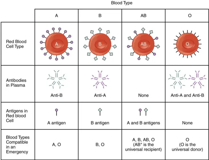 ABO blood group compatibility chart